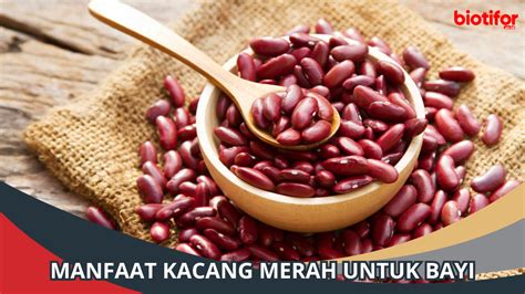 Manfaat Kacang Merah Untuk Bayi Biotifor