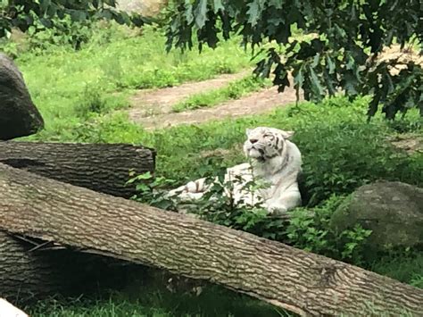 Southwicks Zoo 2023 White Tiger By Alecborden1014 On Deviantart