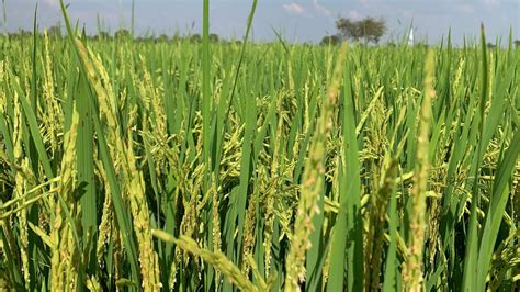 OM18 Flowering Rice YouTube