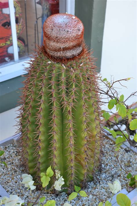 Turks Head Cactus Turks Head Cactus Melocactus Intortus Flickr