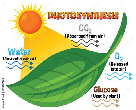 Diagram Of Photosynthesis For Biology And Life Science Education Stock