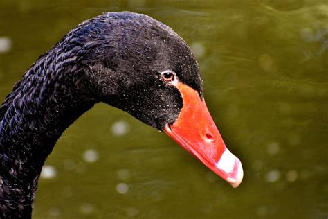 Cisne Negro Ave Acuática Foto Gratis En Pixabay