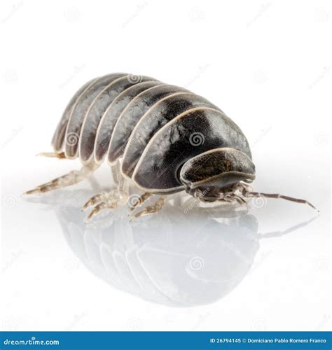 Pill Bug Armadillidium Vulgare Stock Image Image Of Antenna Pest