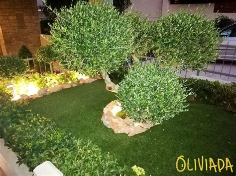 5 Best Olive Trees For Landscaping Incl Arrangement Tips Oliviada