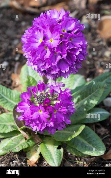 Drumstick Primrose Plant Purple Primrose Primroses Perennial