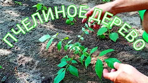 Эводия Даниэля из семян, результаты проращивание - YouTube