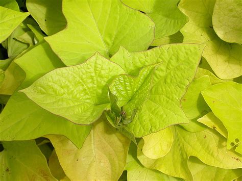 Sweet potato | Diseases and Pests, Description, Uses, Propagation