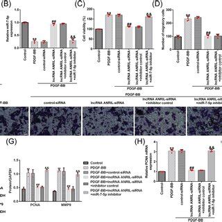 Silencing Of Long Noncoding RNAs LncRNA ANRIL Inhibited Proliferation