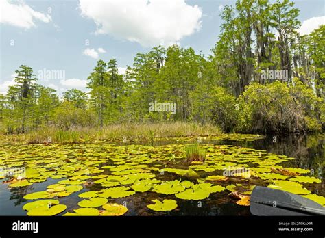 Swamp Landscape In The Okefenokee National Wildlife Refuge In Georgia