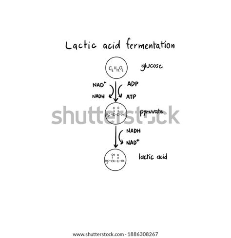 Anaerobic Respiration Lactic Acid Normal Part Stock Illustration ...