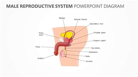 Male Reproductive System Diagram