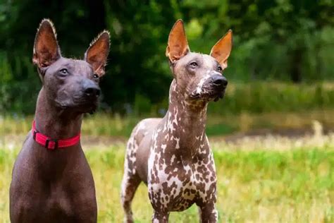 Races de chiens sans poil Aperçu et caractéristiques uniques Animalya