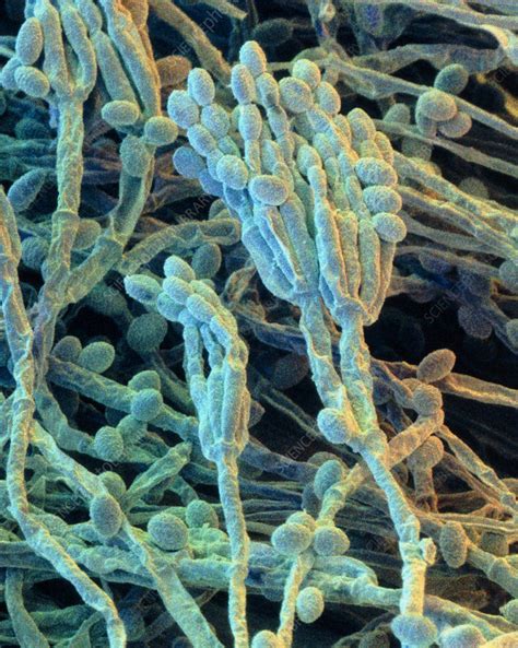 Conidia