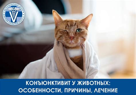Лечение и симптомы конъюнктивита у животных - причины болезни