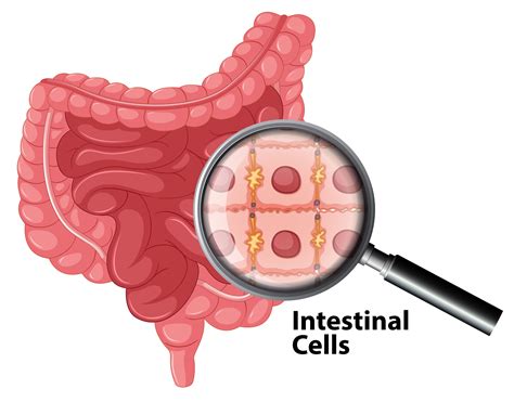 Intestinal Cells Anatomy On White Background 374240 Vector Art At Vecteezy