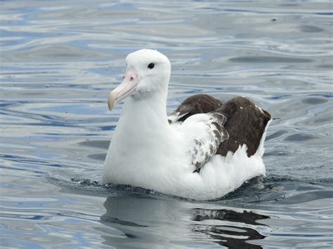 Albatros Real Del Sur Diomedea Epomophora Ecoregistros