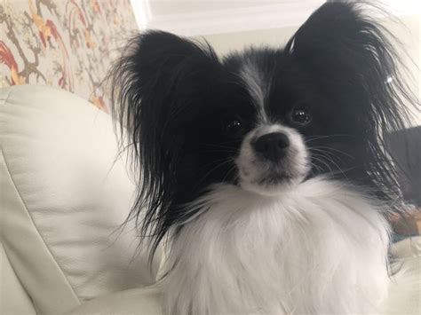 Пин от пользователя Erzsébet на доске Kutya | Собаки, Собачки