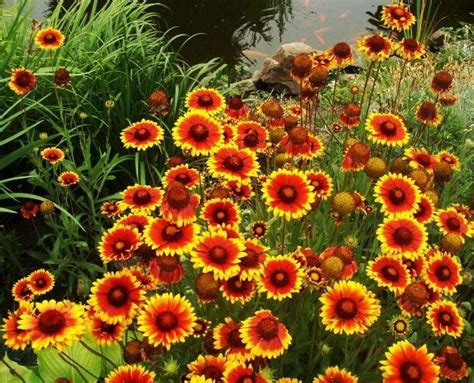 Blanketflower Brown Eyed Susan Common Gaillardia 1g 100 Seeds