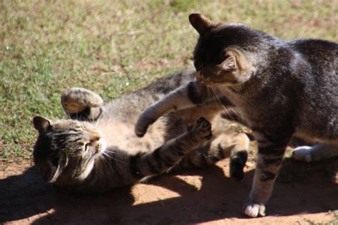 mimpi anjing berantem