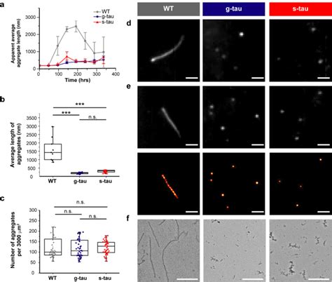 Hyperphosphorylation Enables Wildtype Tau To Self Polymerize Into Small