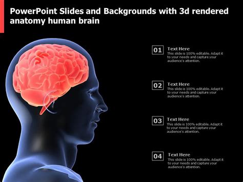 Powerpoint Slides And Backgrounds With 3d Rendered Anatomy Human Brain Presentation Graphics