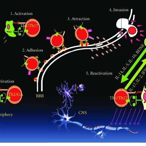 T Cell Model Of Ms Immunopathogenesis Damage To The Cns Occurs In Download Scientific Diagram