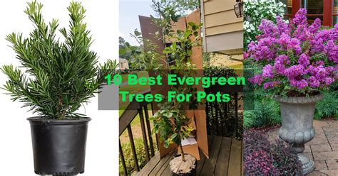 10 Best Evergreen Trees For Pots Gardeningsatoz