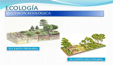 Principios De Ecolog A Din Mica De La Diversidad Las Sucesiones