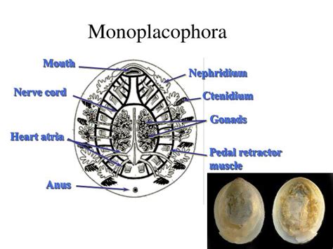 PPT - Phylum. Mollusca Class. Aplacophora √ Class. Polyplacophora √ ...