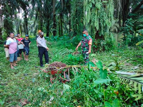 Seorang Buruh Perkebunan Sawit Tewas Tersengat Listrik Saat Panen