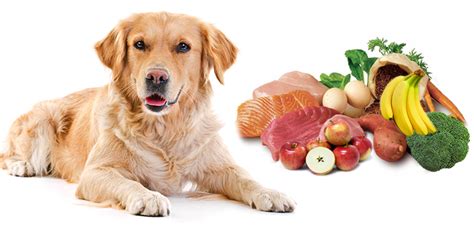 Dog Food - How to update your Dog's Food list? | VetSupply