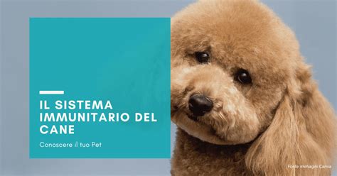 Il Sistema Immunitario Del Cane Deficit Patologie E Trattamenti