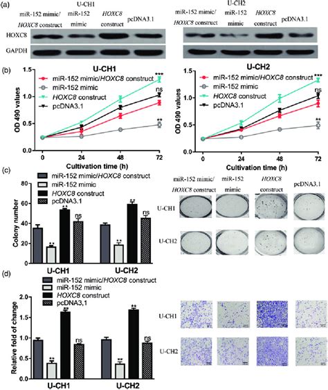 HOXC8 Overexpression Reversed The Inhibitory Effects Of MiR 152 Mimic