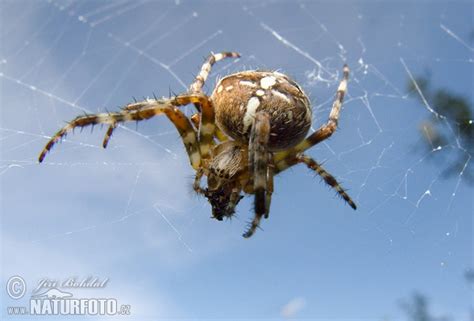 Araneus diadematus Pictures, Diadem Spider Images, Nature Wildlife ...