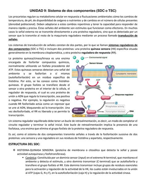 Solution Unidad Sistema De Dos Componentes Sdc O Tsc Biolog A