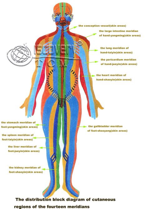 All Meridian Channels In Body Meridians Acupuncture Science Journal