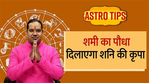 Astro Tips शनि को प्रिय है शमी का पौधा ज्योतिष गुरु से जानें घर में लगाने की विधि और फायदे