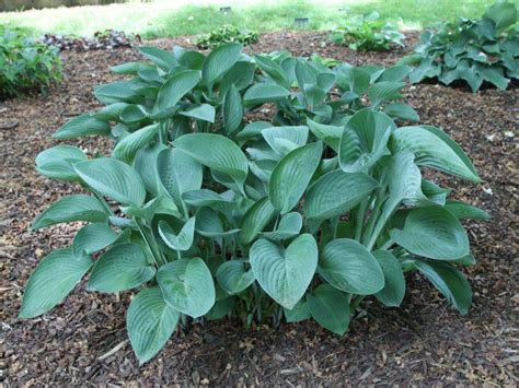 Hornbaker Gardens Inc Hosta Nigrescens Large