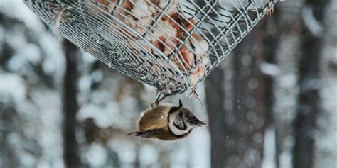 Darum Ist Vogelfutter Im Winter So Wichtig