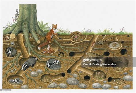 Illustration Of Red Fox And European Badger Living And Breeding In