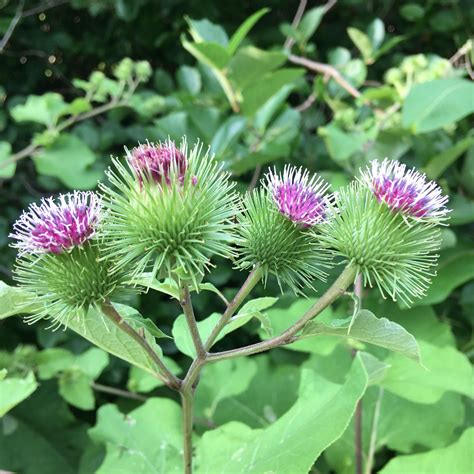 Powerful Benefits Of Burdock Leaves God Rejse