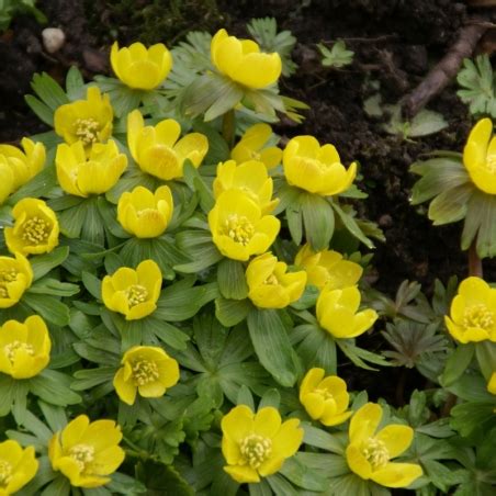 Eranthis Hyemalis