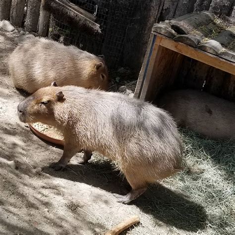 Zoo Boise On Twitter Did You Know Capybara Poop In Water Because It