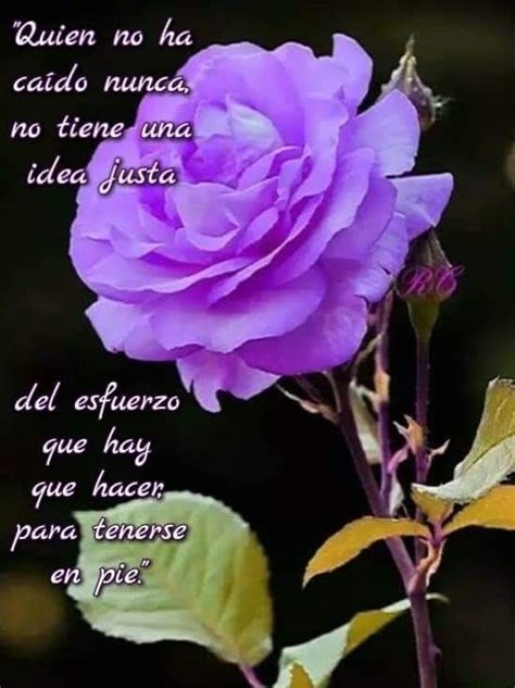 Ideas Rose Flowers Plants Motivational Quotes Pink Plant Roses