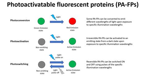 Illumination Solutions For Photoactivatable Fluorescent Proteins