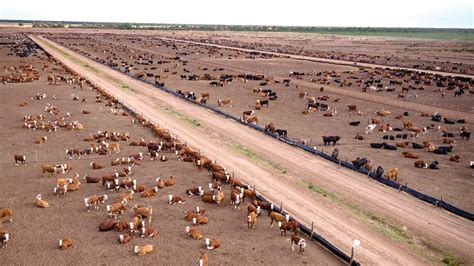 “la Ganadería Es Estratégica Para La Transformación De Los Campos”