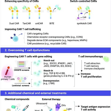 Structure Of Car T Cell Car T Cells Have A Structural Design With