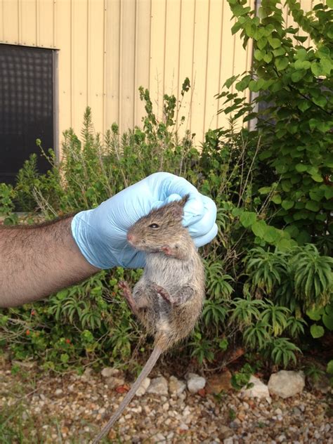 Hispid Cotton Rat Mammals Of Alabama · Inaturalist