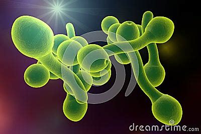 Fungi Candida Albicans Which Cause Thrush Stock Illustration