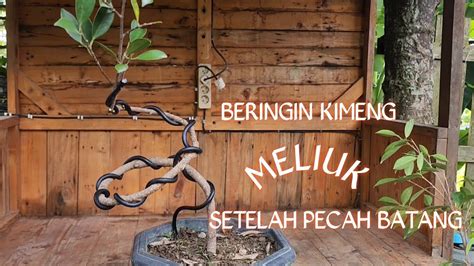 Beringin Kimeng Meliuk Setelah Pecah Batang Kimeng Bonsai